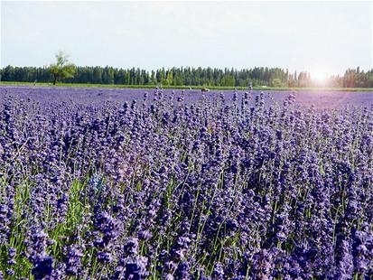 今日,拥有20多种观赏性花木,占地面积近700亩的江夏五里界七彩花海