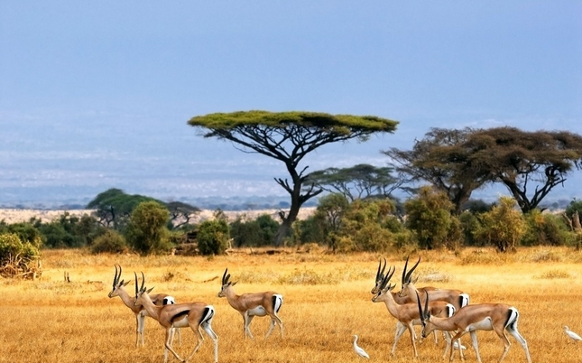 印度举行印非峰会拟介入非洲经济