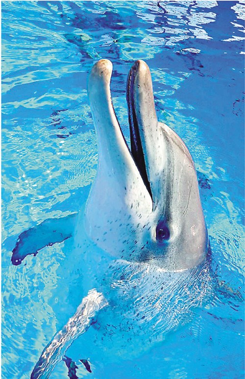香港海洋公园“最年长”樽鼻海豚病逝终年约44岁