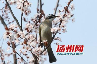 俗称白头翁的白头鹎（资料图片）