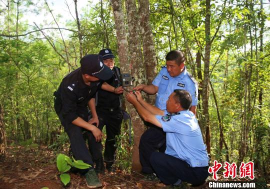 图为森林公安民警安装红外相机拍摄监测野生物 常宗波 摄