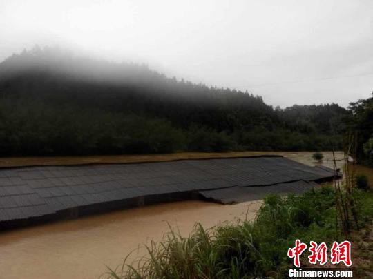 图为广西融安县大将镇保安村大段屯养鸭场被淹。　钟欣 摄