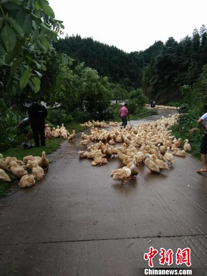 图为广西融安县大将镇保安村大段屯养鸭场被淹，鸭子被赶至安全地带。　钟欣 摄