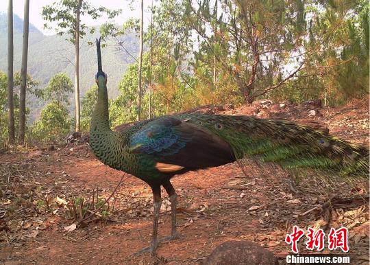云南景谷相继发现国家一级保护野生动物绿孔雀和灰叶猴
