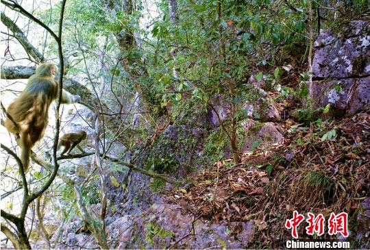 图为云南景谷红外相机拍摄到的灰叶猴 供图 摄