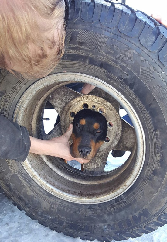 调皮狗狗钻轮胎头被卡住 消防员抹油将其拽出