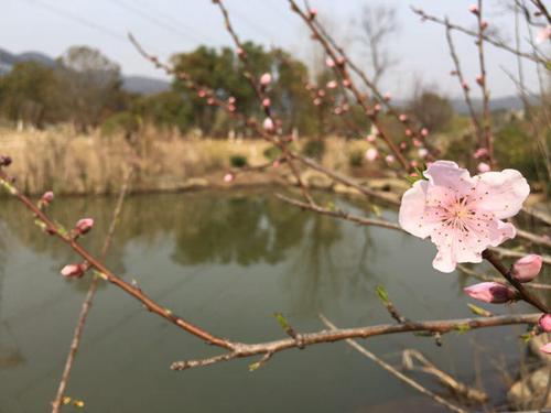 武汉蔡甸“桃花节”相亲会 桃花为你见证爱情