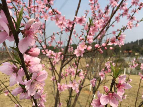 武汉蔡甸“桃花节”相亲会 桃花为你见证爱情