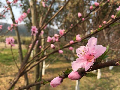 武汉蔡甸“桃花节”相亲会 桃花为你见证爱情