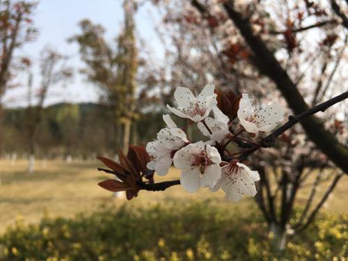 武汉蔡甸“桃花节”相亲会 桃花为你见证爱情