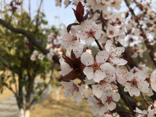 武汉蔡甸“桃花节”相亲会 桃花为你见证爱情