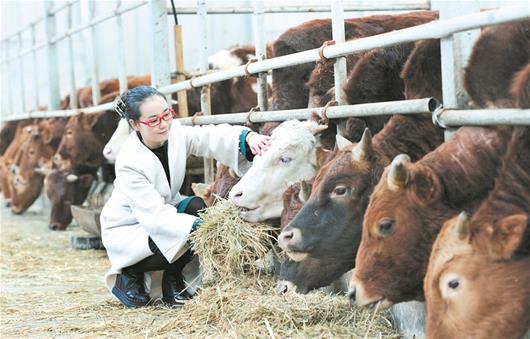 图为:在鹤峰县燕子乡朝阳村,许群群的牧场有550头良种肉牛,在她身上