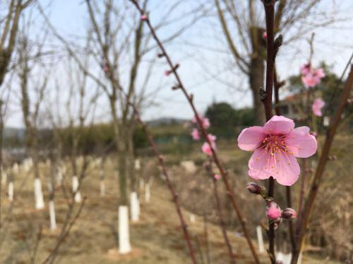 武汉蔡甸“桃花节”相亲会 桃花为你见证爱情