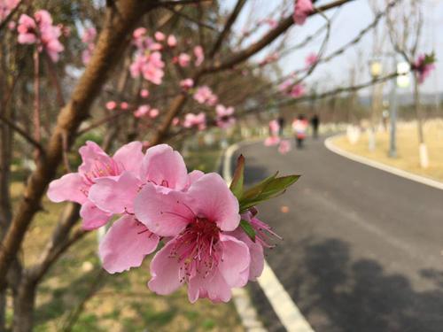 武汉蔡甸“桃花节”相亲会 桃花为你见证爱情