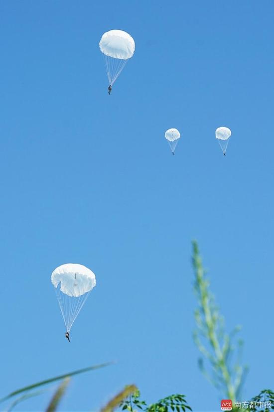 imagefile 伞花盛开在鄂北大地。南都记者 陈伟斌 通讯员 戚勇强 摄2.jpg