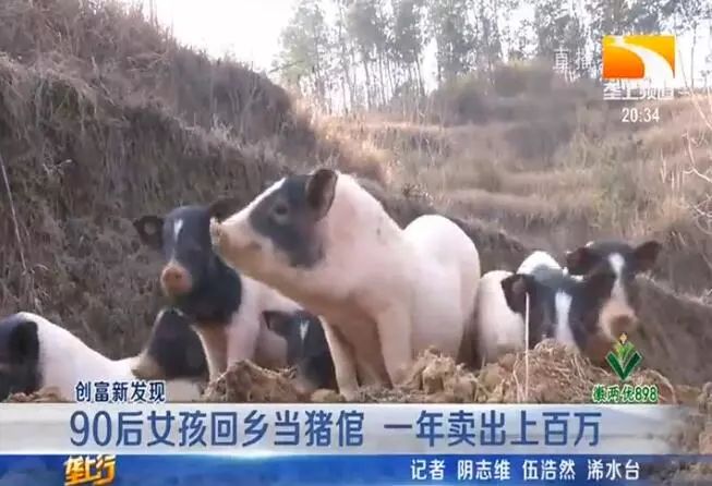 厉害了！湖北90后女孩回乡养这种猪，一年就卖出上百万！