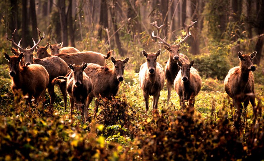 入选全球濒危物种保护成功范例,湖北石首将新添200多只小麋鹿!