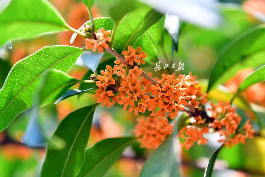 杭州被踩坏了的那片网红花海武汉也有