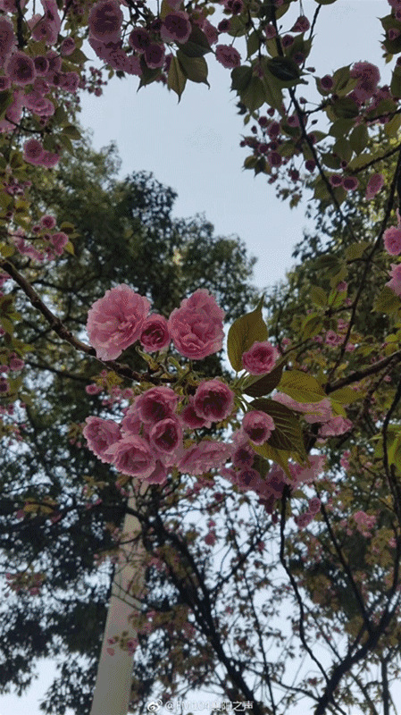阳光,不负这一场盛世春光,襄阳四中的樱花,不仅是襄阳四中的一张名片