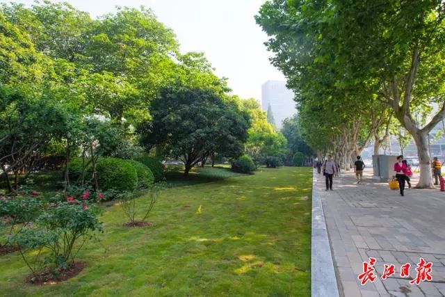 高颜值武汉三条绿化示范路更漂亮了
