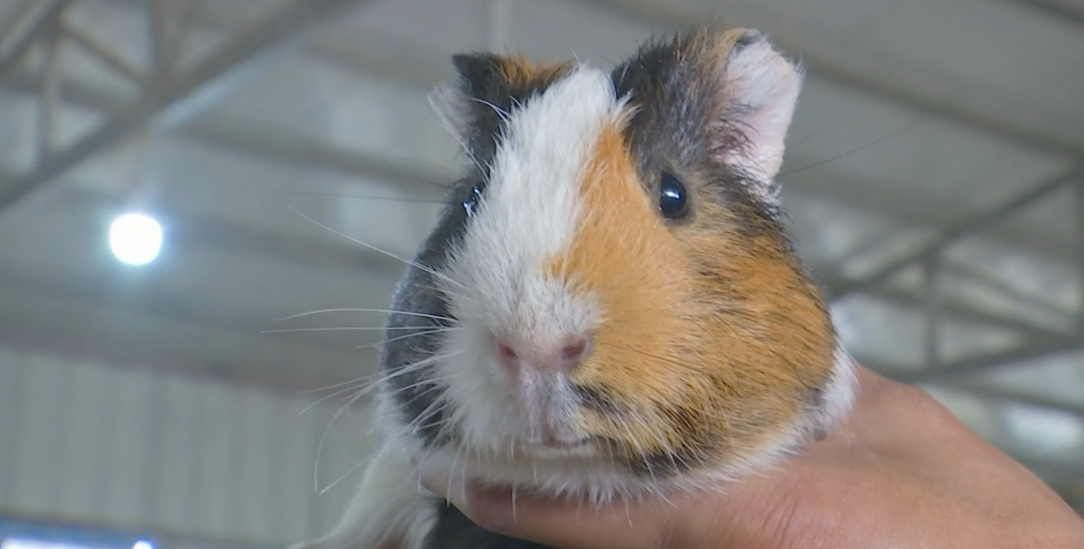 致富能人 | 小伙养豚鼠 争当致富带头人