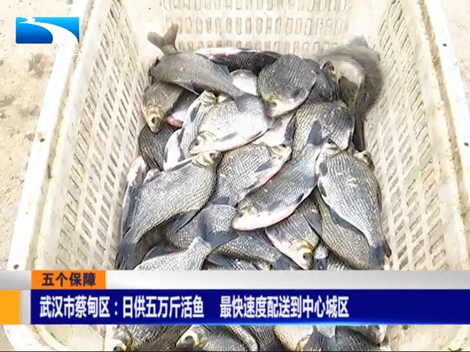 武汉市蔡甸区日供五万斤活鱼 送到市民家门口