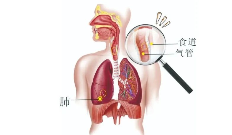 人体肺在哪个位置图片
