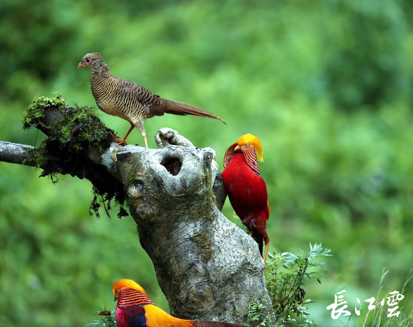 传说中的凤凰红腹锦鸡现身湖北建始