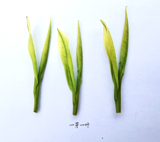 一叶丘茶叶（一叶丘茶叶品牌怎么样） 一叶丘茶叶（一叶丘茶叶品牌怎么样）《一叶丘茶业有限公司》 茶叶资讯