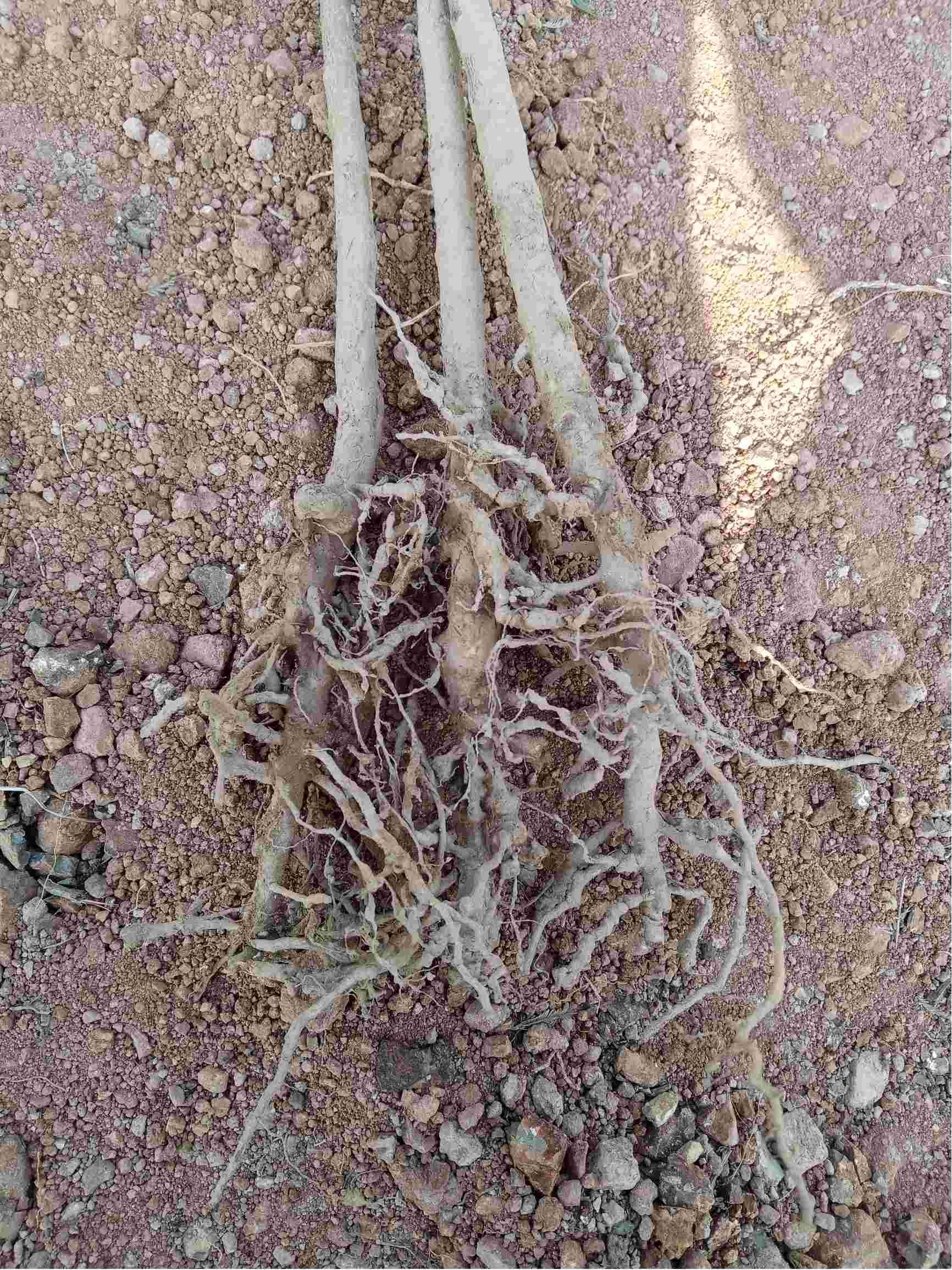 网购的桃树苗有几棵有根瘤还能栽吗