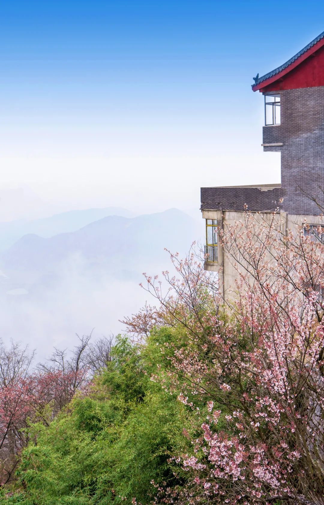 看一场人海是每朵葛仙山樱花的梦想