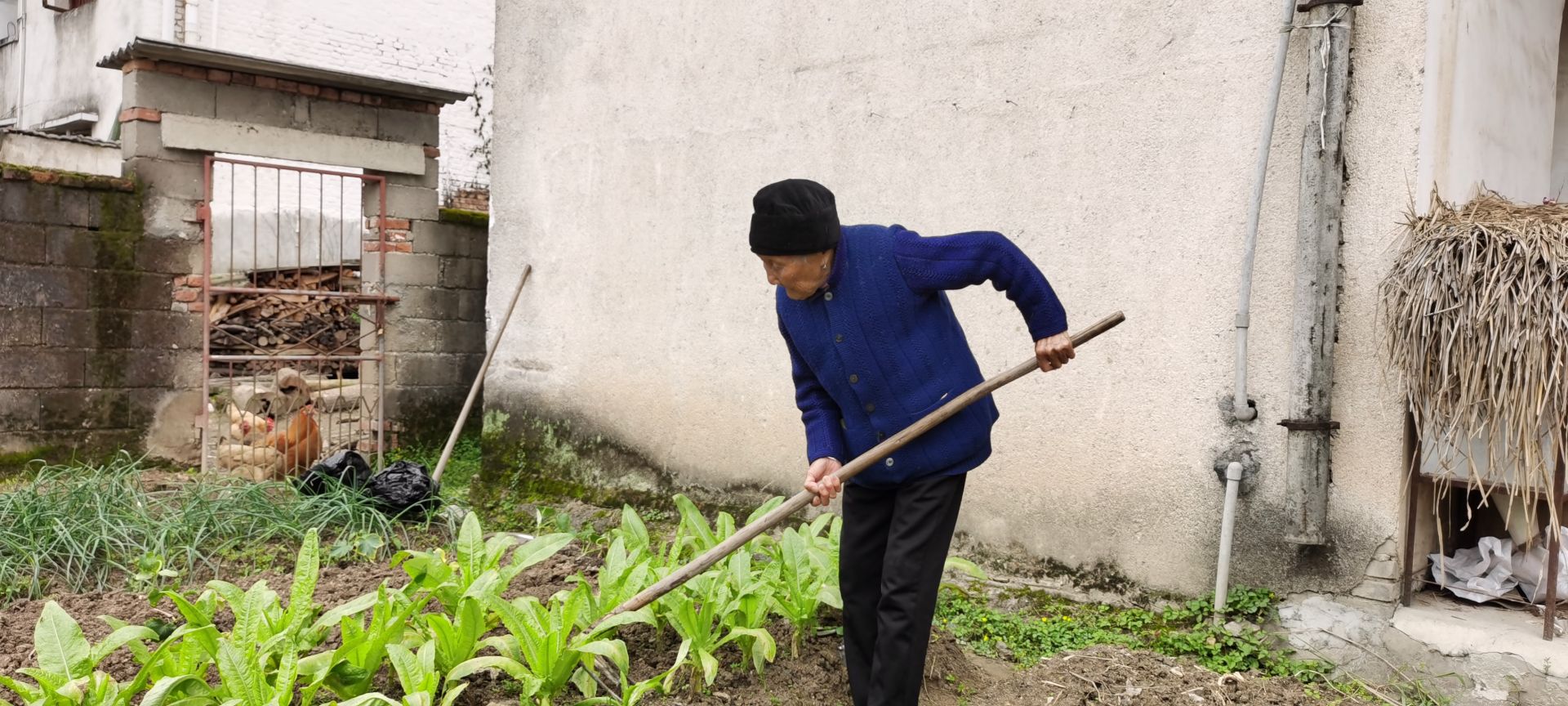 湖北通城百岁老人的长寿之道