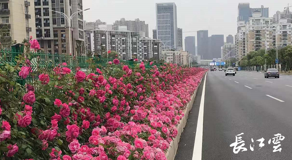 红叶石楠的栽培技术