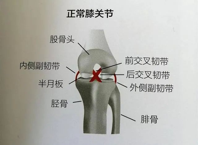 十字韧带的位置图片