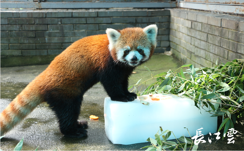 炎炎夏日