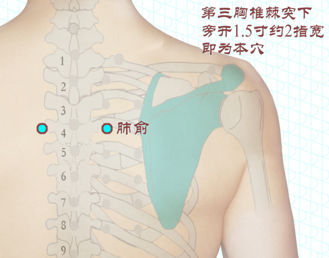 肺俞穴  图源:百度百科4,最美味的养肺法:雪梨红枣百合粥 降燥润肺