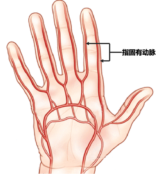 手指上有动脉吗图片
