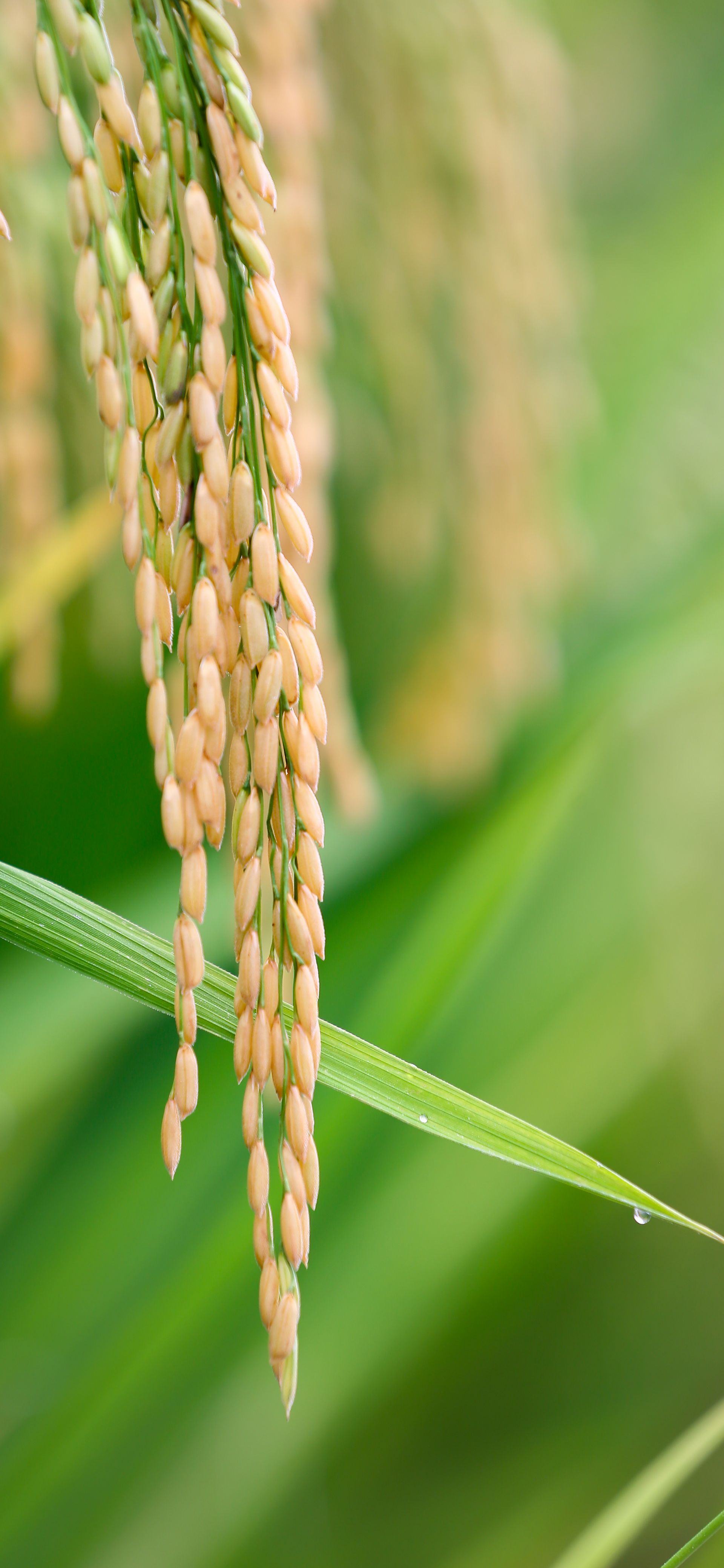 来凤:秋来稻田美