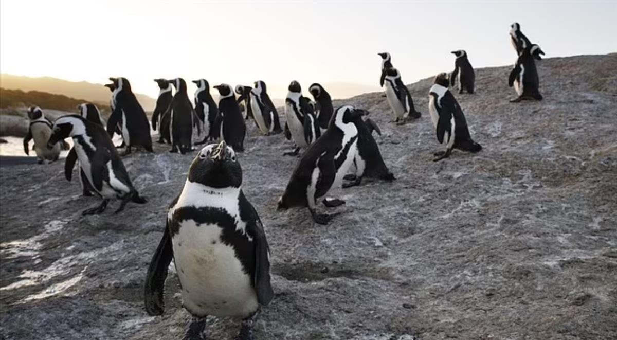 63只濒临灭绝的企鹅被一群蜜蜂蜇死科学家都疑惑了