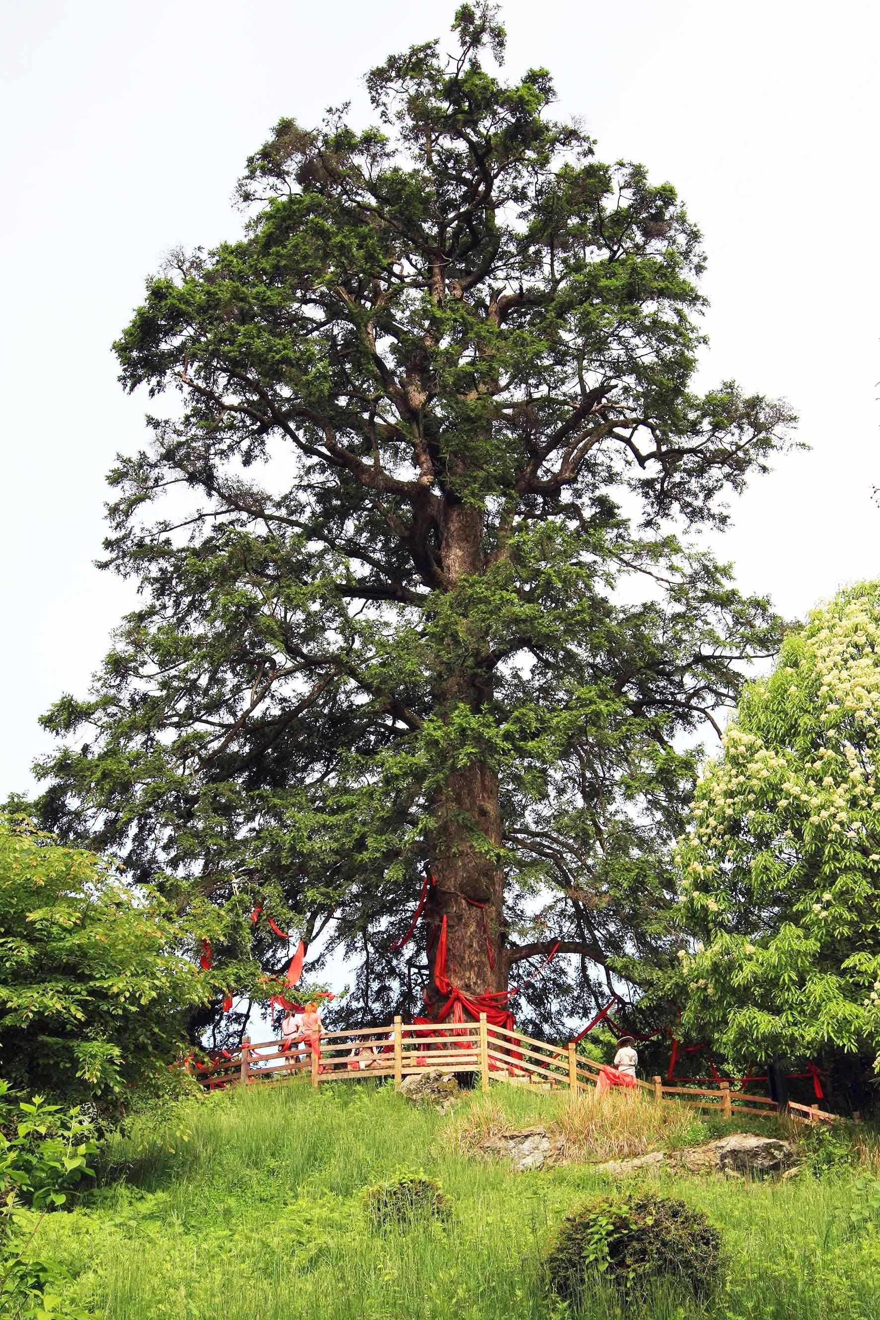 湖北最老铁坚油杉扎根神农架你旅游时或与它有过一面之缘