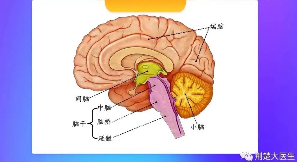 大脑脑干结构图解剖图图片