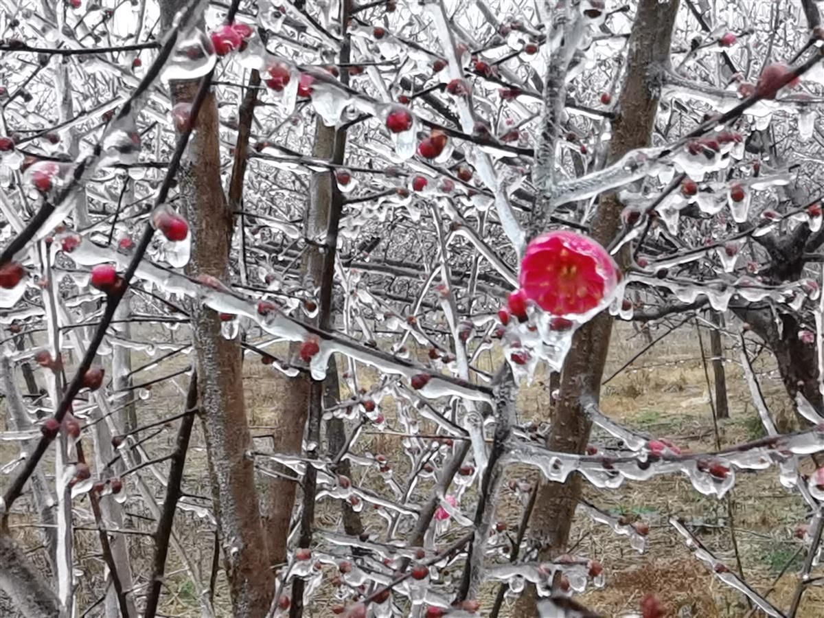 钟祥:"冰挂腊梅"点缀冬天的美