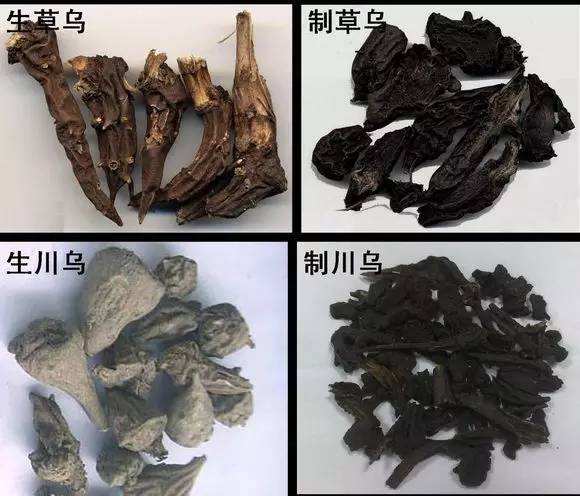 男子误服外敷药物致中毒  "川乌""草乌",药材名里有"乌"字要留心