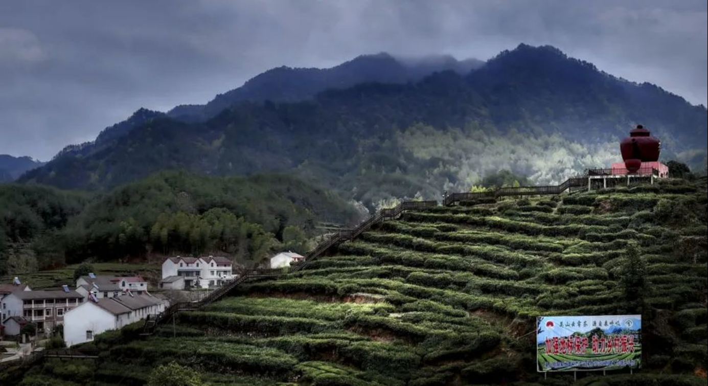 英山茶谷,最美春色_长江云 湖北网络广播电视台官方网站