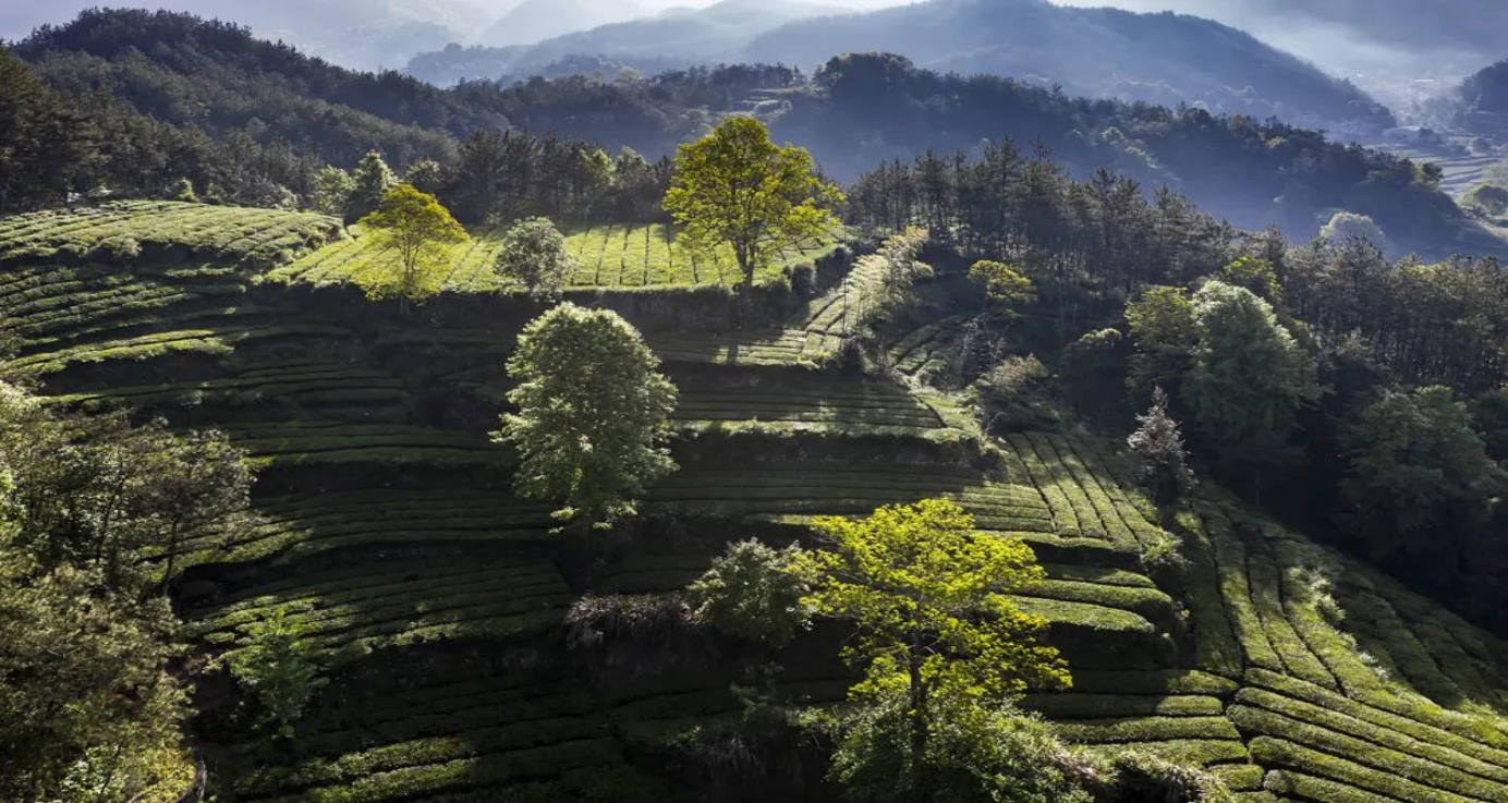 英山茶谷,最美春色