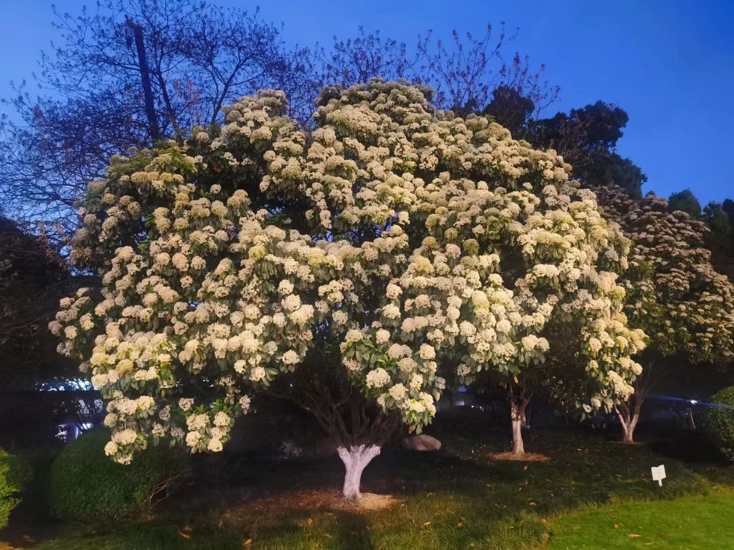 武汉市花 石楠花图片