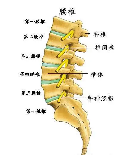 女性腰部结构图片大全图片