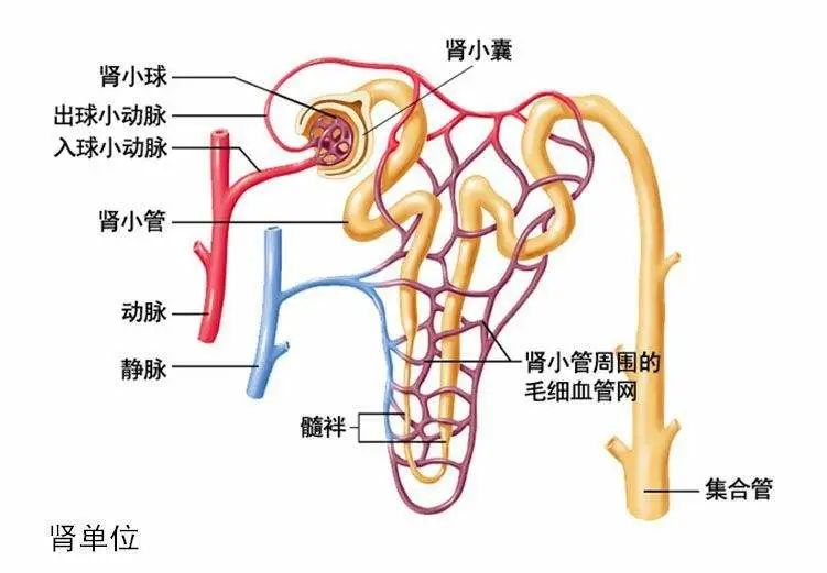 肾小囊在哪里图片