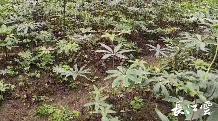 苍珠药材种植技术