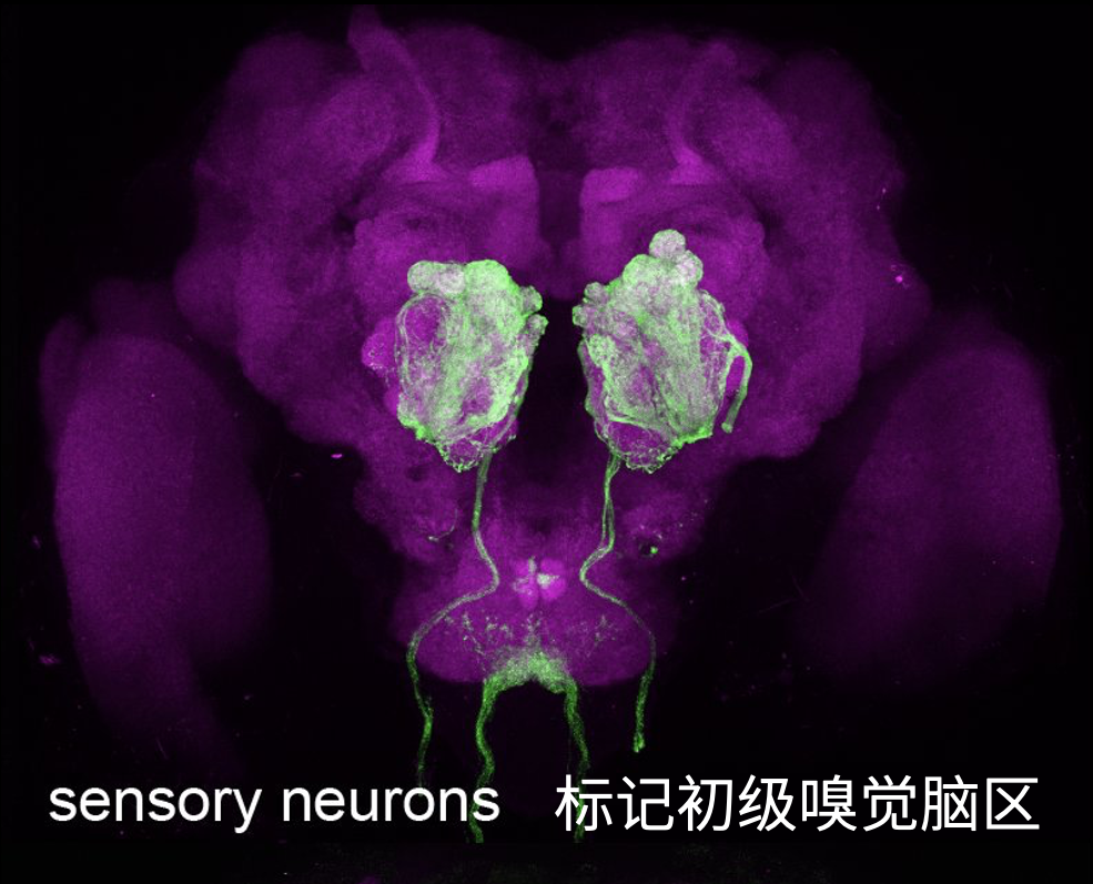 紫色蚊子图片